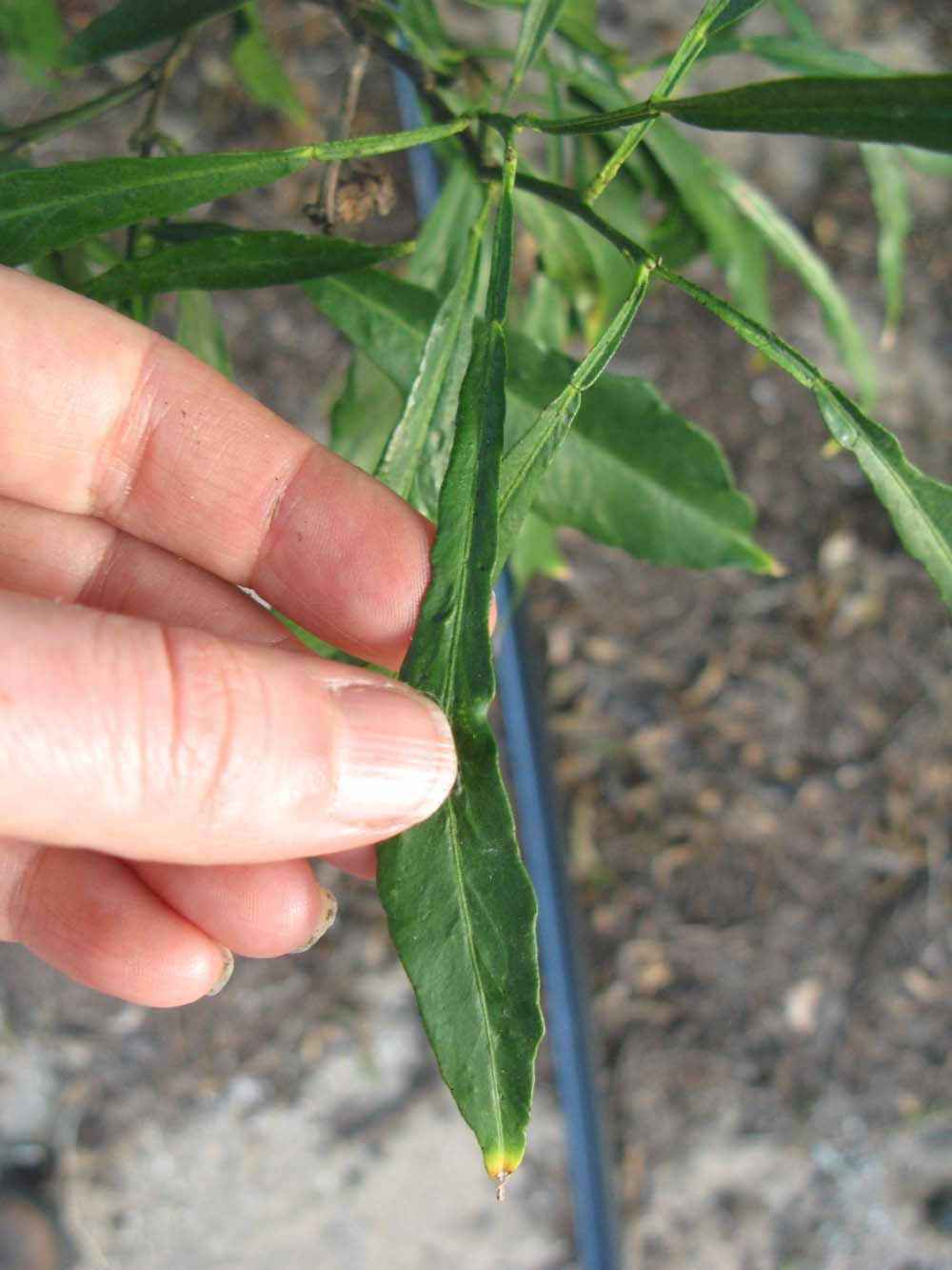               Unifoliolate leaf (Willowleaf, Winter Haven,   FL)   
